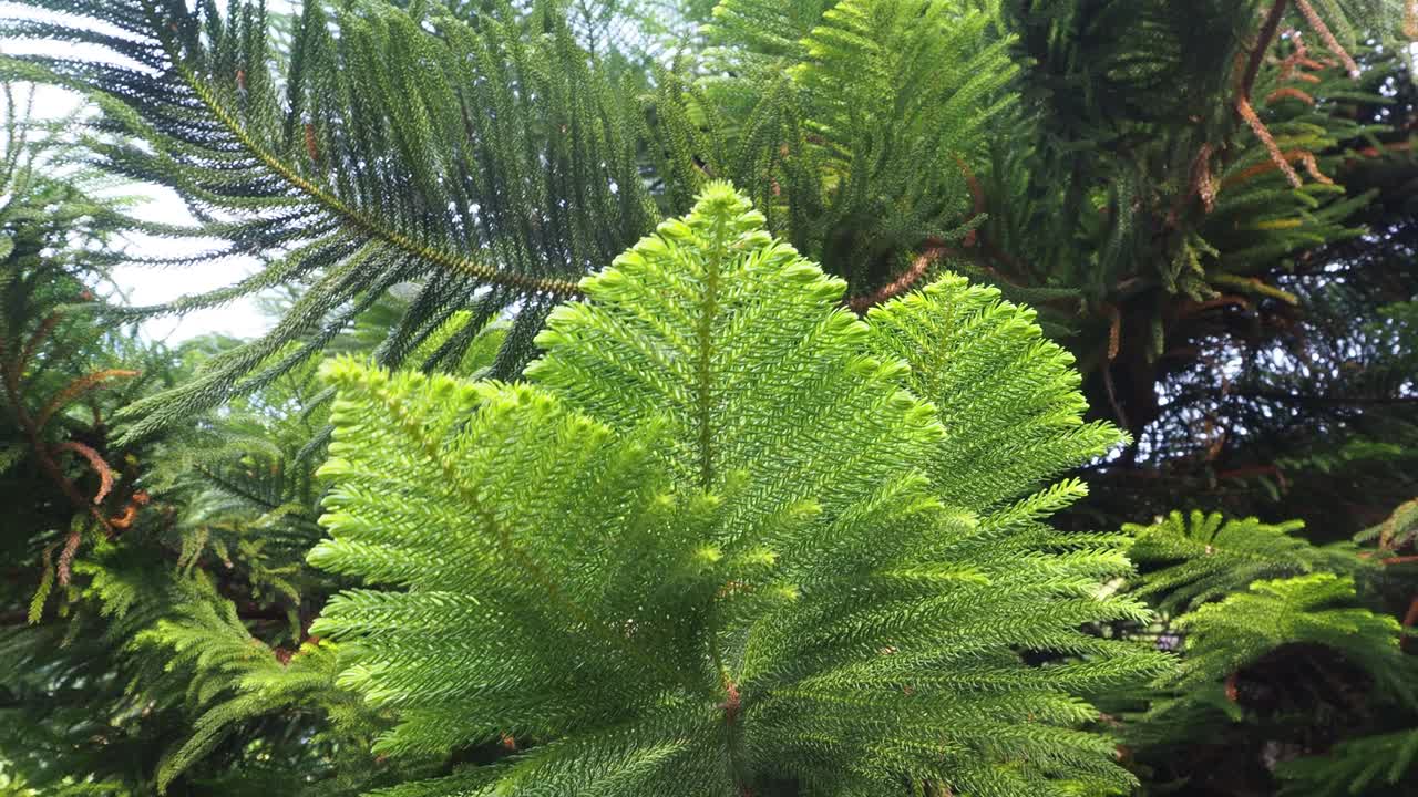 圣诞树叶视频素材