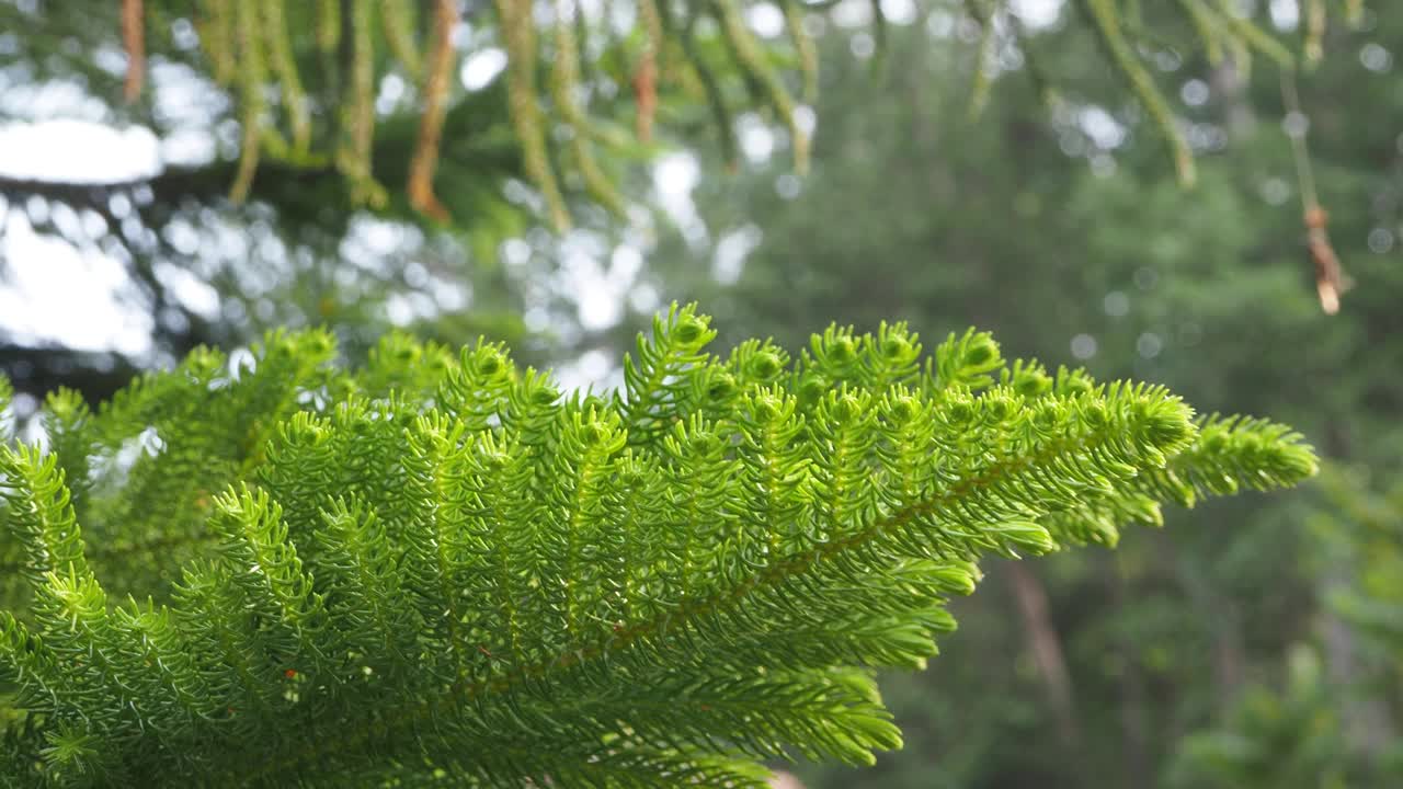 圣诞树叶视频素材