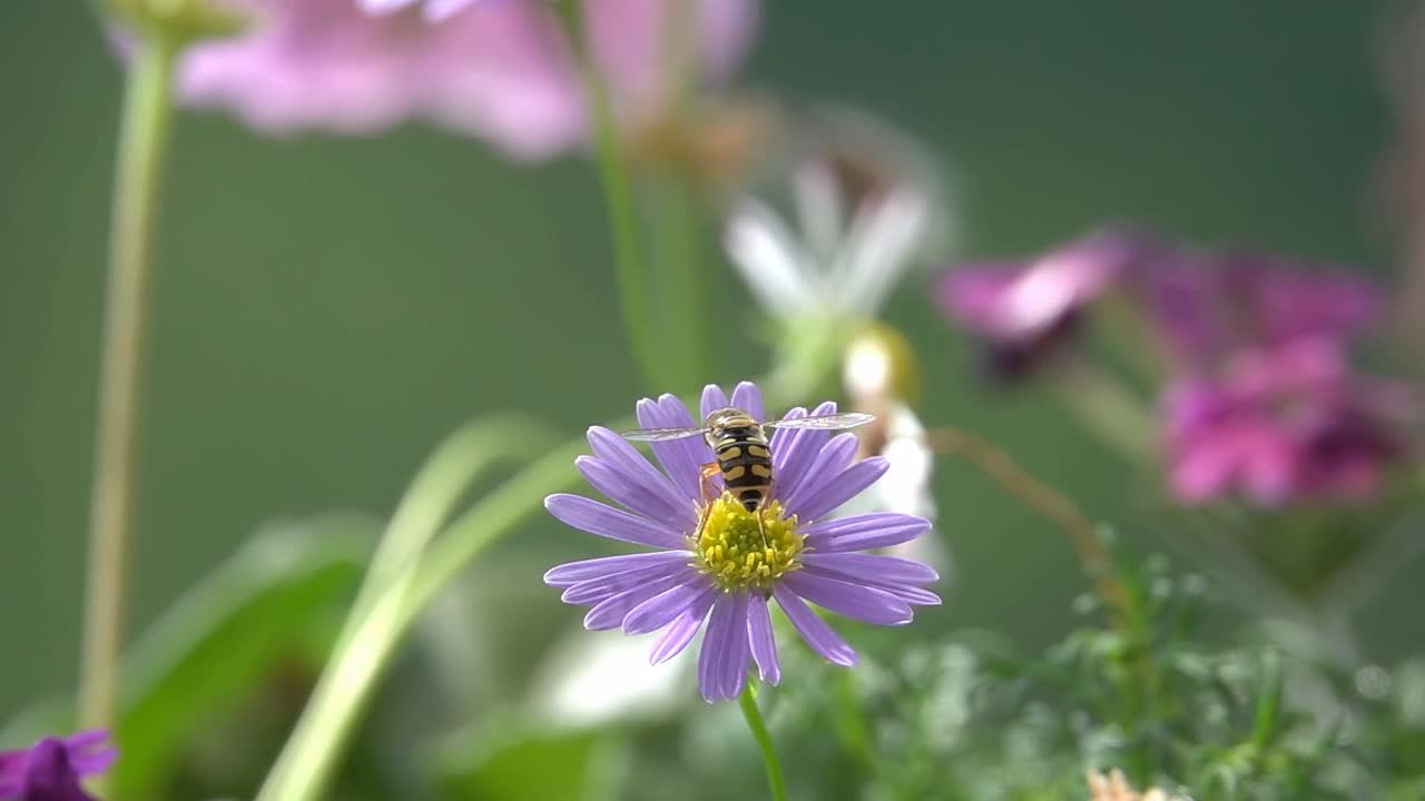 蜜蜂飞在紫花上视频素材