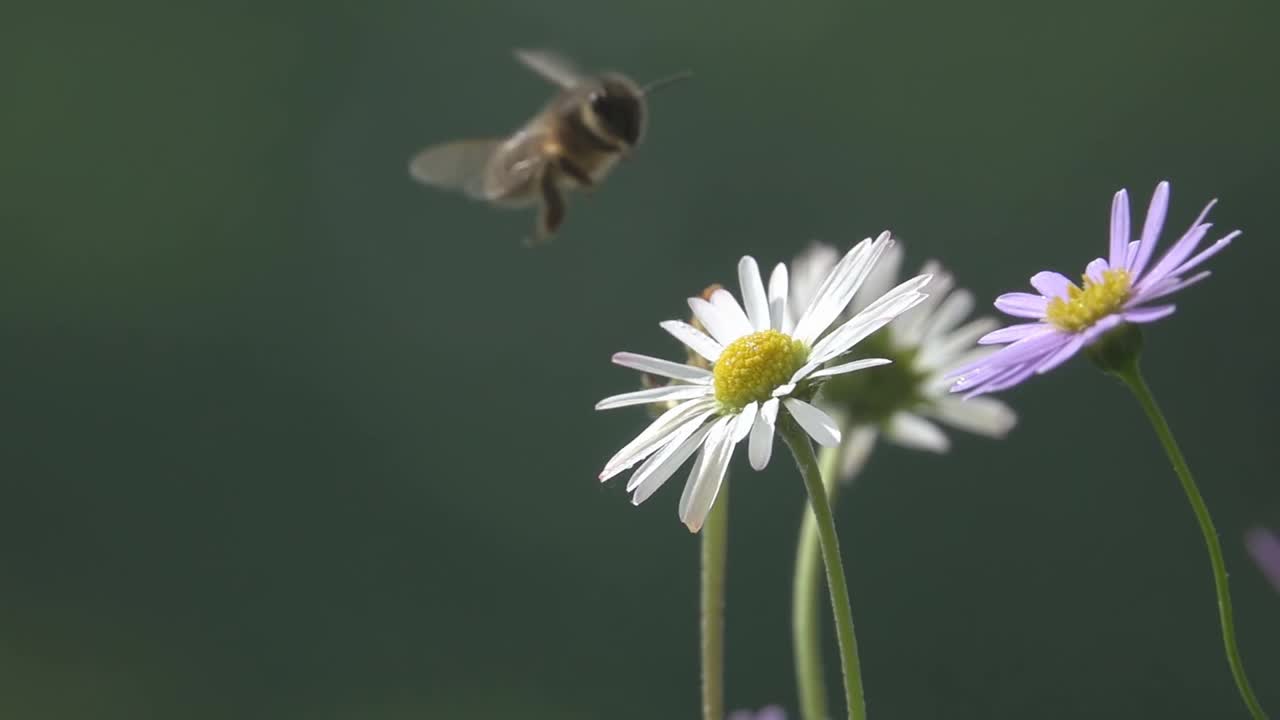 蜜蜂飞过雏菊花视频素材