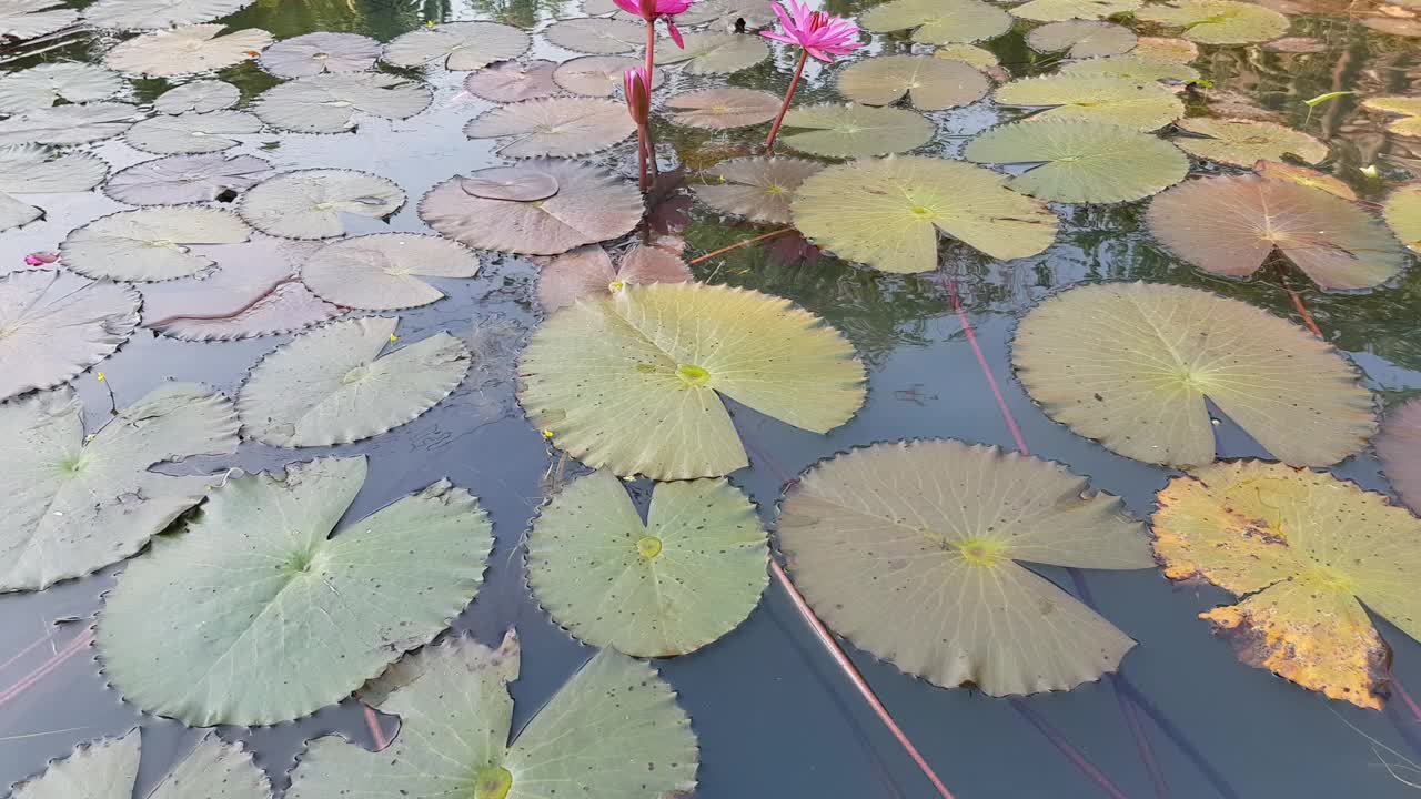 池塘里开着天然的粉色荷花。视频素材