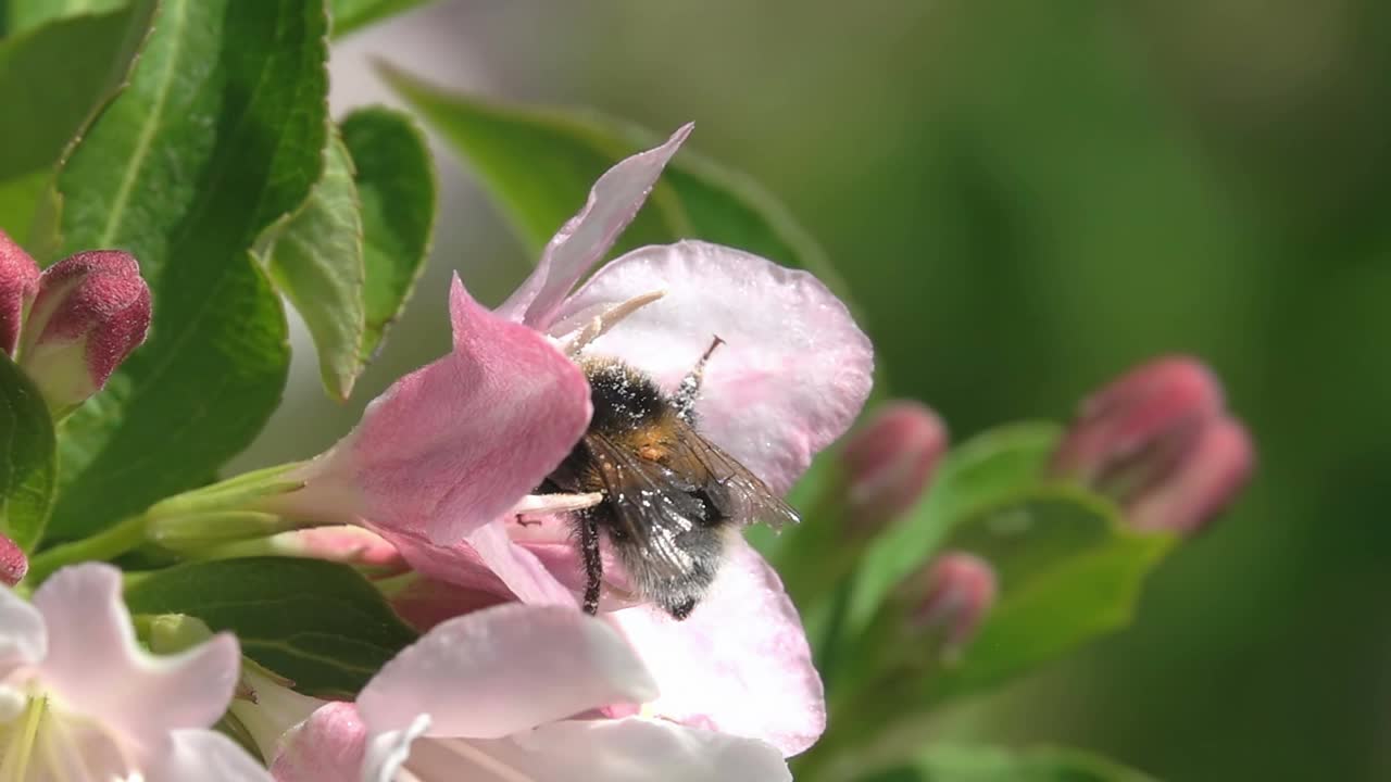 蜜蜂大黄蜂视频素材