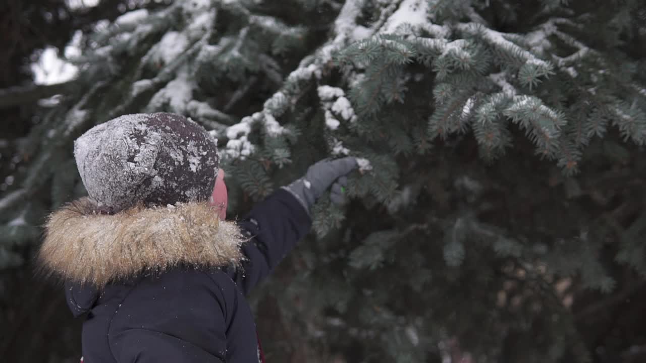 快乐的孩子懦夫从树枝上下雪。冬天的欢乐在家庭的圈子里。视频素材