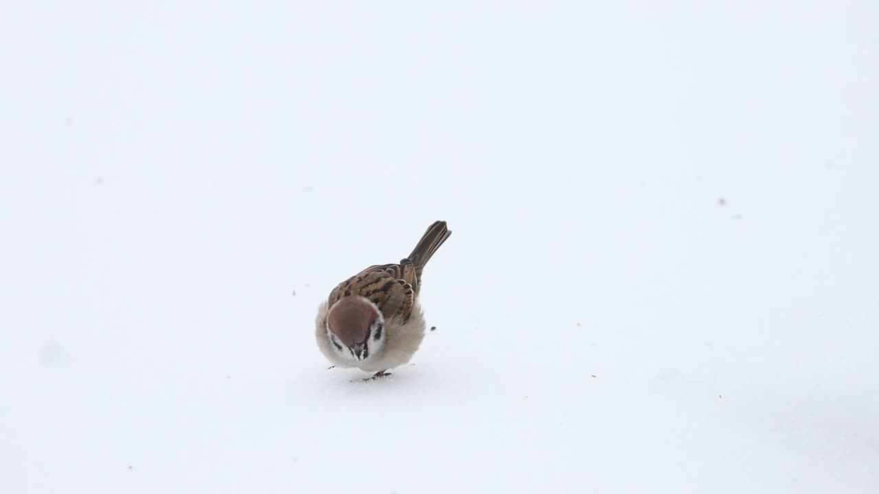 麻雀骑在白雪上视频素材