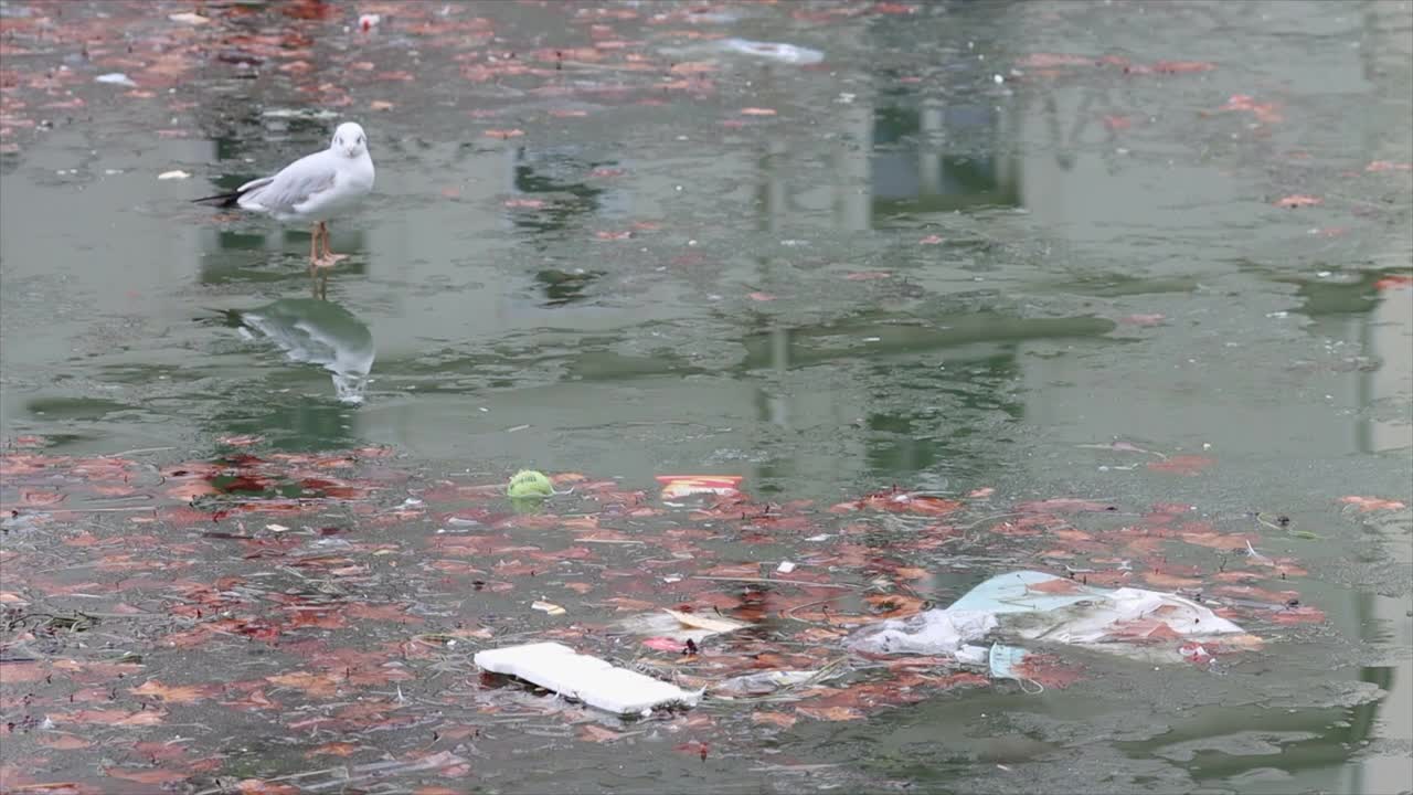 巴黎圣马丁运河上部分结冰的海鸥视频素材