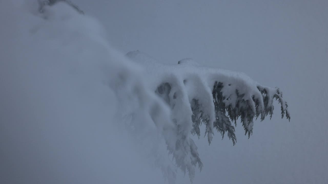 雪松，在冬天的时候视频素材