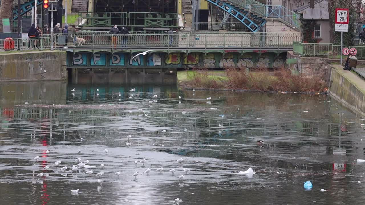 巴黎圣马丁运河上部分结冰的海鸥视频素材