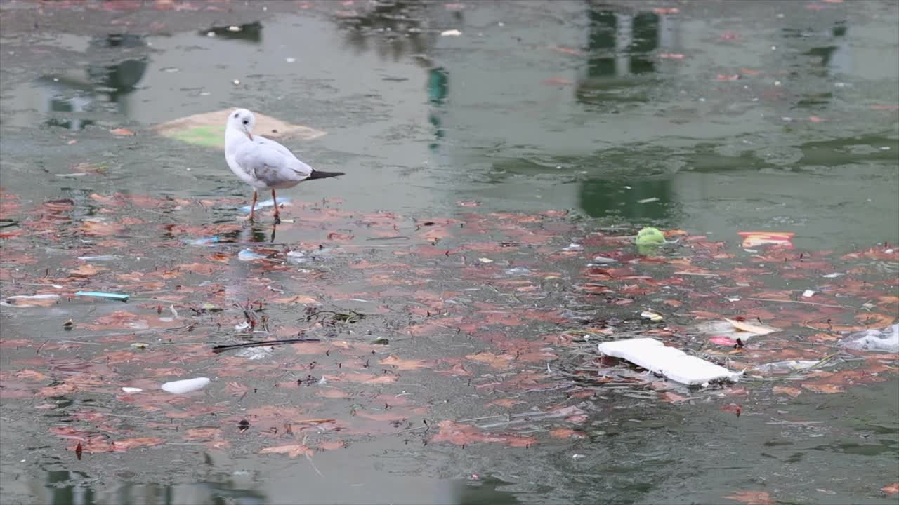 巴黎圣马丁运河上部分结冰的海鸥视频素材