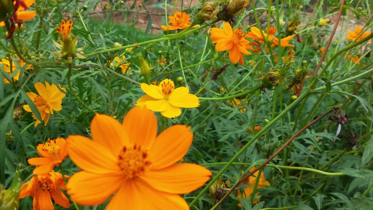 蜜蜂近景，正在黄花上采集花粉的蜜蜂。蜜蜂在模糊的背景中飞过黄花。蜜蜂在美丽的黄花——雏菊上采集花粉。春天，蜜蜂在油菜花中忙碌的慢镜头视频素材