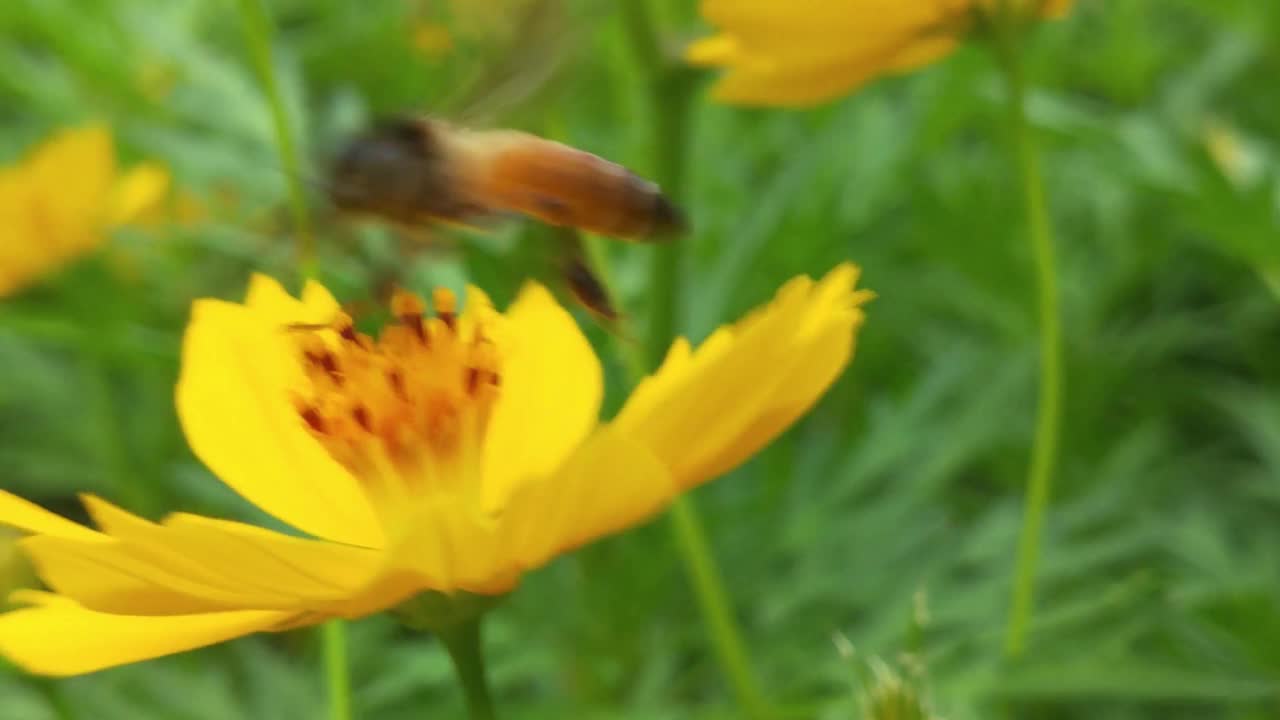 蜜蜂在橙色的大花上，飞蜜蜂在黄色的花上采集花粉。蜜蜂在模糊的背景中飞过黄花。蜜蜂在美丽的黄花——雏菊上采集花粉。在黄色蒲公英上采集花蜜的蜜蜂视频素材