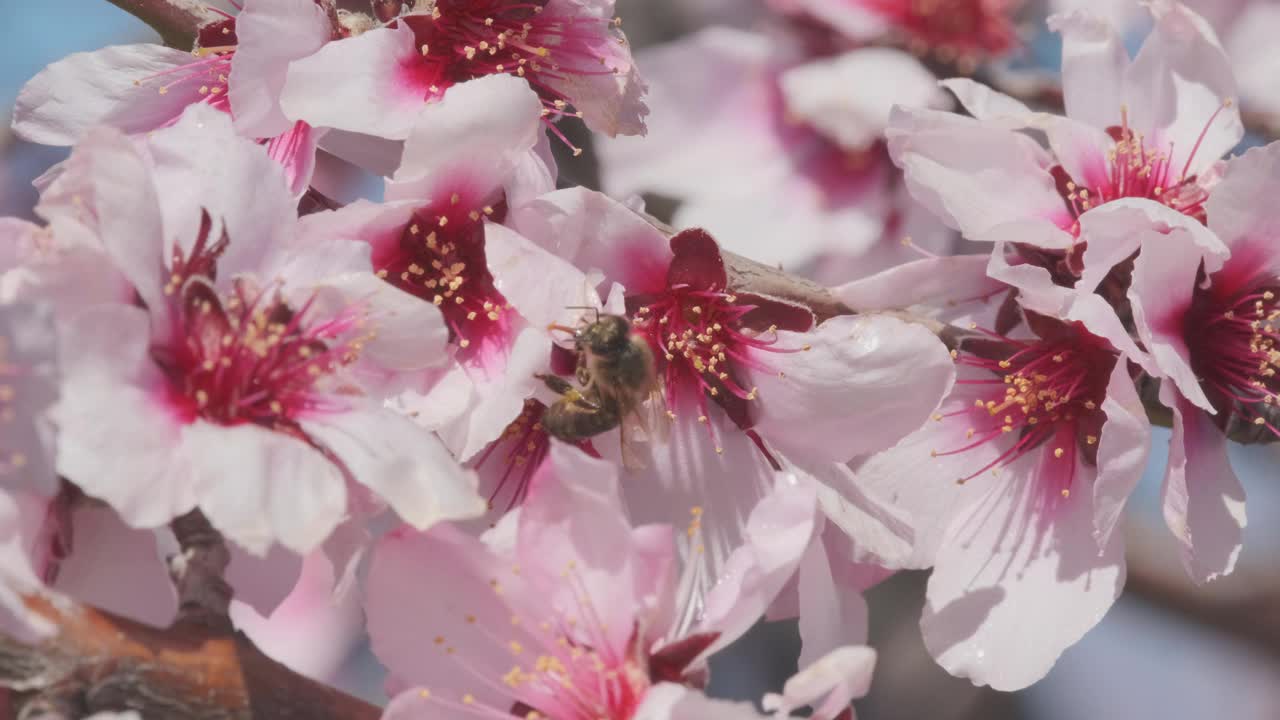 粉红色的杏花或樱花或樱花，慢动作的蜜蜂收集蜂蜜和授粉精致视频素材