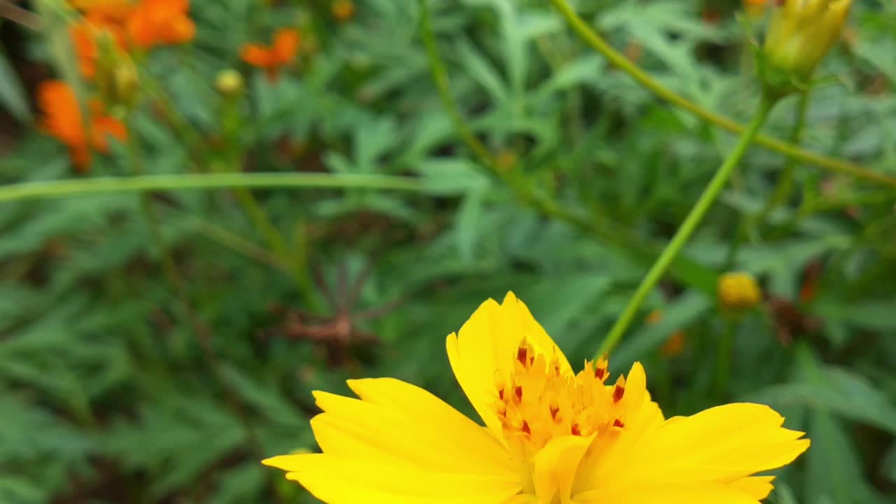 蜜蜂近景，正在黄花上采集花粉的蜜蜂。蜜蜂在模糊的背景中飞过黄花。蜜蜂在美丽的黄花——雏菊上采集花粉。春天，蜜蜂在油菜花中忙碌的慢镜头视频素材