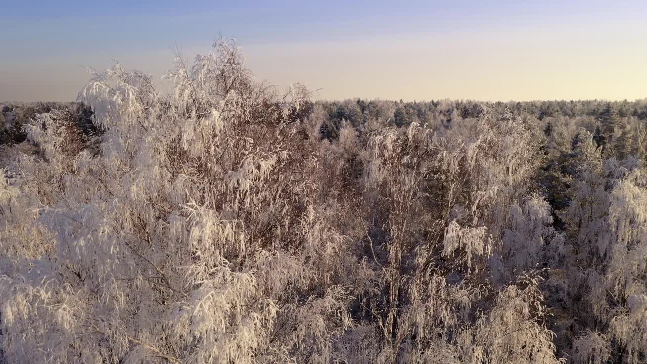 在冬季森林的背景上，被冰雪覆盖的树木。无人机在树木周围的移动。鸟瞰图。阳光明媚的天气视频下载