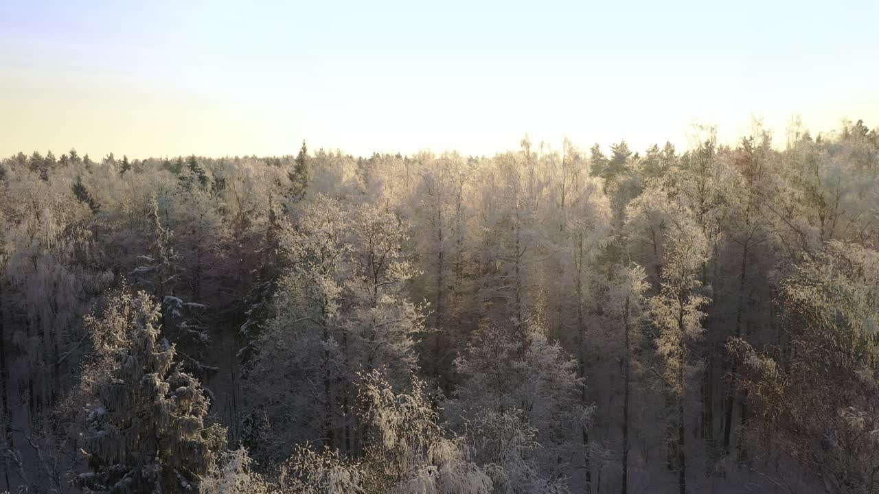 在冬季森林的背景上，被冰雪覆盖的树木。无人机在树木周围的移动。鸟瞰图。阳光明媚的天气视频素材