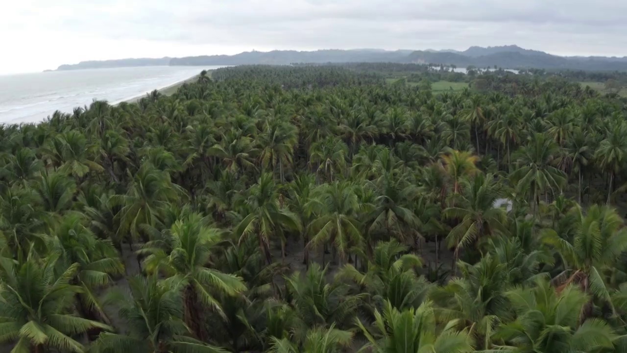 航拍画面显示一个大型椰子树种植园视频素材