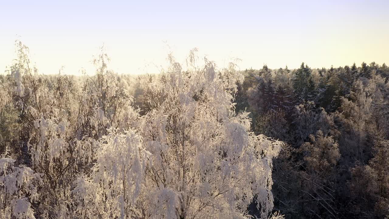 在冬季森林的背景上，被冰雪覆盖的树木。无人机在树木周围的移动。鸟瞰图。阳光明媚的天气视频下载