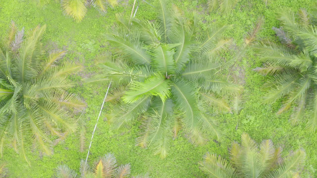 空中镜头，俯视图，一个棕榈油种植园视频素材