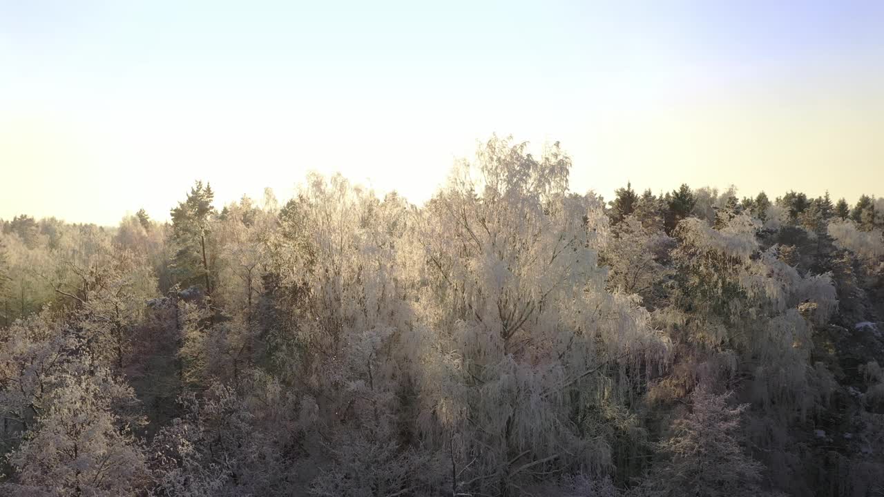 在冬季森林的背景上，被冰雪覆盖的树木。无人机沿着树的移动。鸟瞰图视频素材