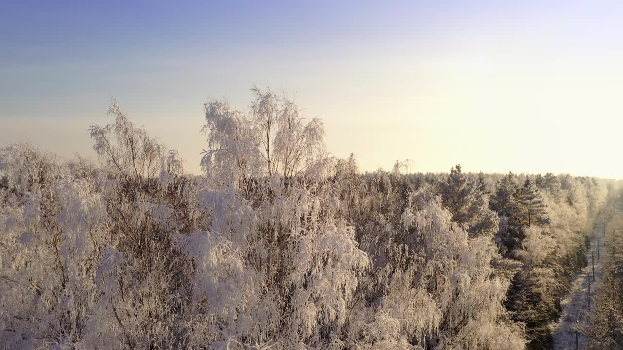 在冬季森林的背景上，被冰雪覆盖的树木。无人机在树木周围的移动。鸟瞰图。阳光明媚的天气视频素材