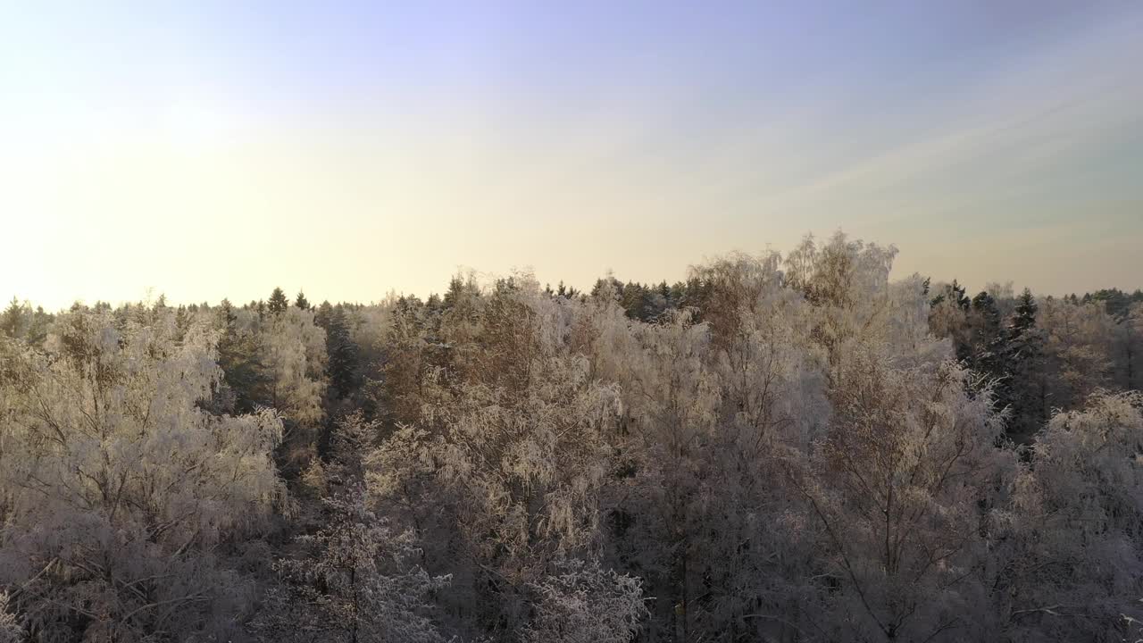 在冬季森林的背景上，被冰雪覆盖的树木。无人机在树木周围的移动。鸟瞰图。阳光明媚的天气视频下载