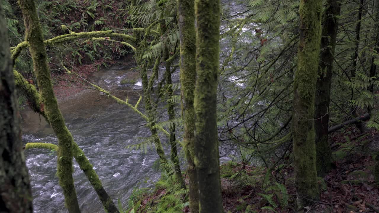 郁郁葱葱的森林山溪4K超高清视频素材