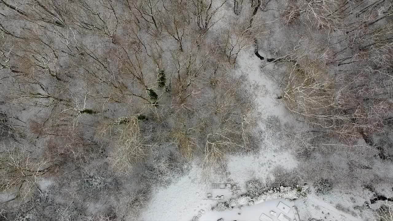 冬日午后，无人机飞过白雪覆盖的林地视频素材