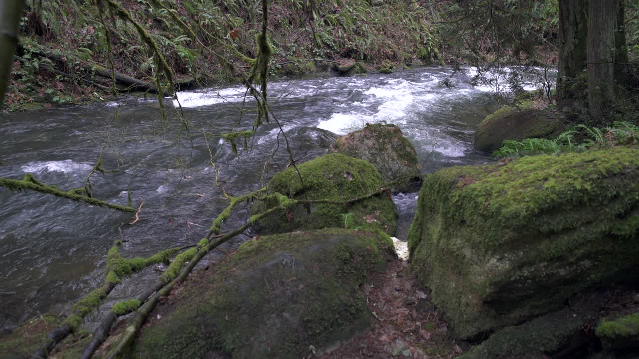 激流森林山溪4K超高清视频素材