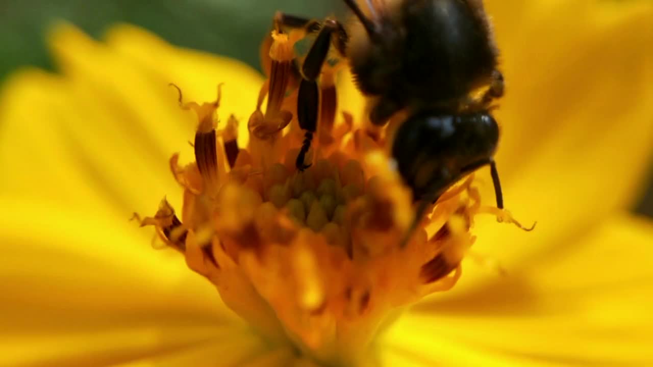 蜜蜂采集蜂蜜和花蜜。大黄蜂爬到黄花旁，在公园里摇着身子。蜜蜂收集花蜜或蜂蜜在黄色蒲公英股票视频，小勤劳的蜜蜂收集花粉在阳光明媚的夏天股票视频。蜜蜂的调查视频素材