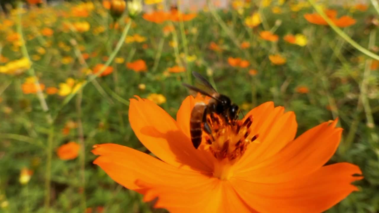 蜜蜂采集蜂蜜和花蜜。大黄蜂爬到黄花旁，在公园里摇着身子。蜜蜂收集花蜜或蜂蜜在黄色蒲公英股票视频，小勤劳的蜜蜂收集花粉在阳光明媚的夏天股票视频。蜜蜂的调查视频素材