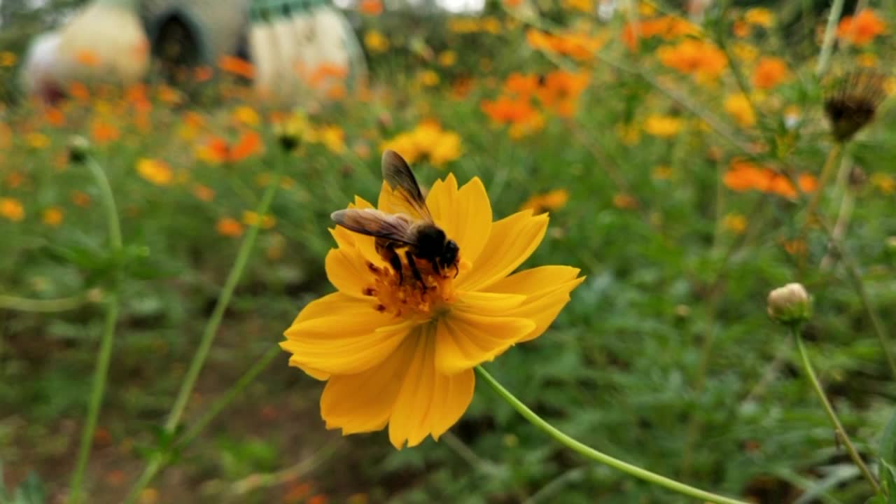 蜜蜂采集蜂蜜和花蜜。大黄蜂爬到黄花旁，在公园里摇着身子。蜜蜂收集花蜜或蜂蜜在黄色蒲公英股票视频，小勤劳的蜜蜂收集花粉在阳光明媚的夏天股票视频。蜜蜂的调查视频素材