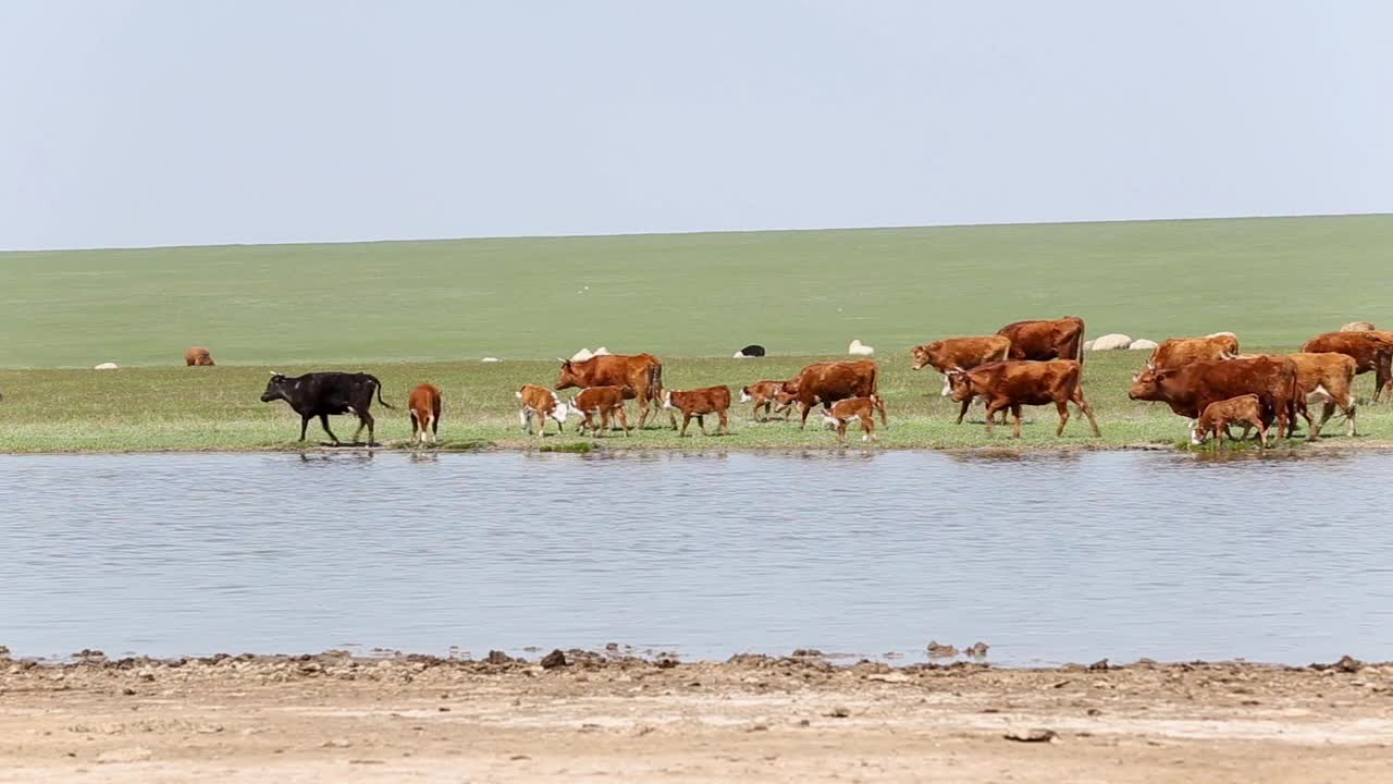一群母牛带着小牛沿着河边走。俄罗斯卡列基亚共和国视频素材