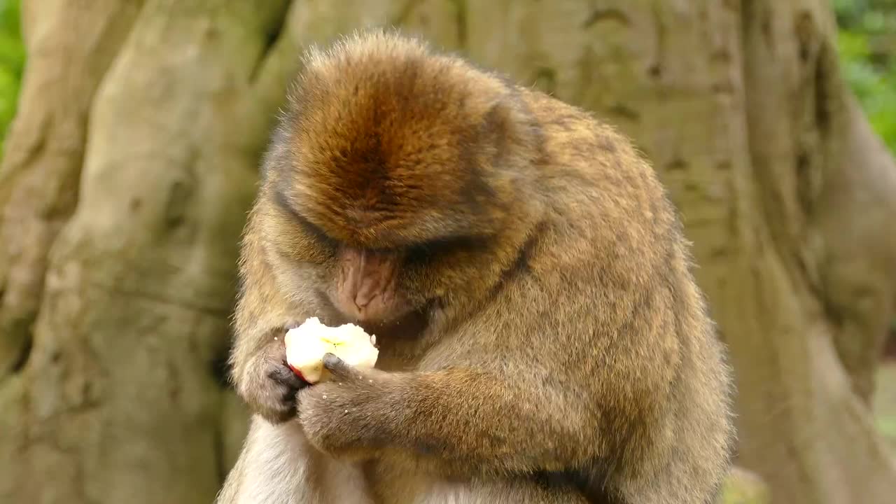 猕猴在吃苹果视频素材