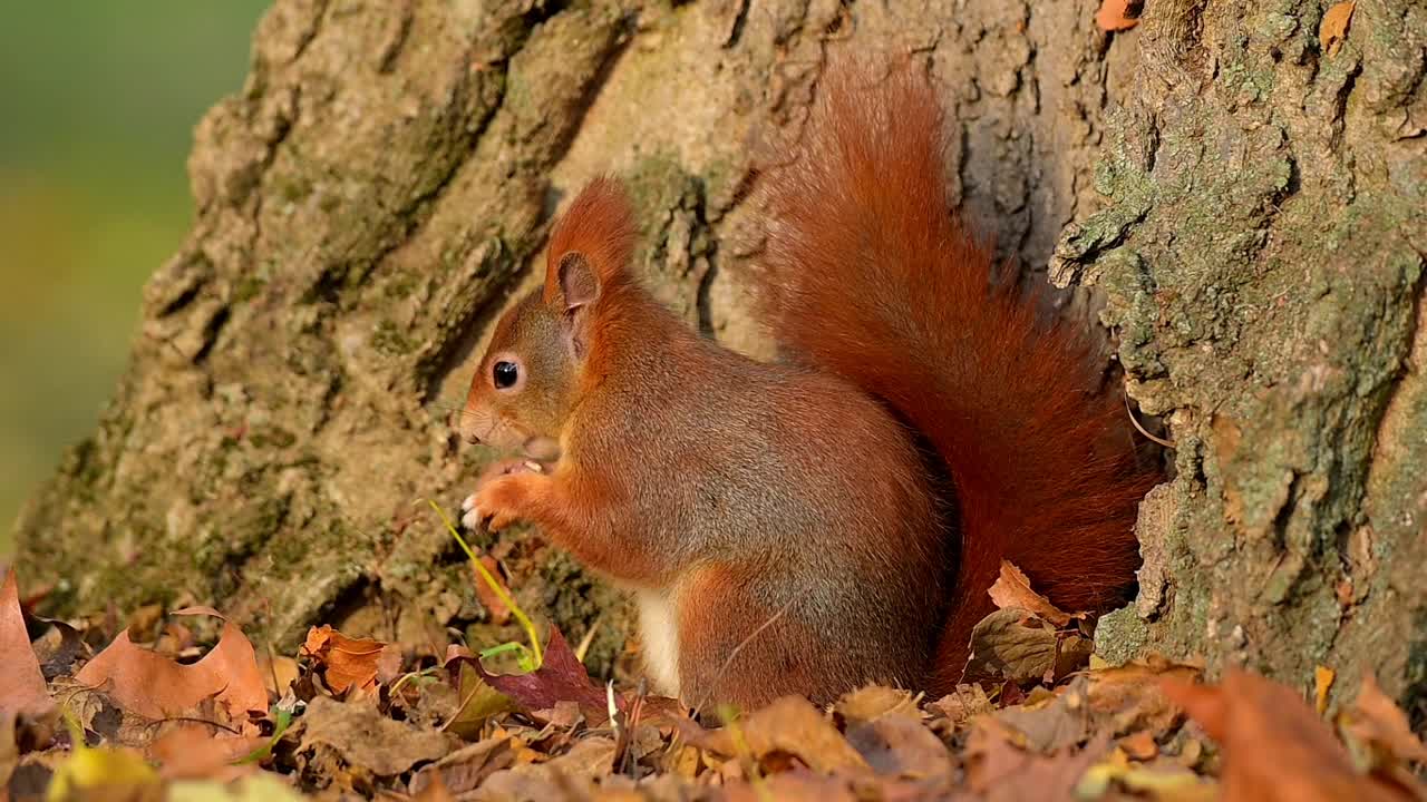 秋天的红松鼠，Sciurus vulgaris视频素材