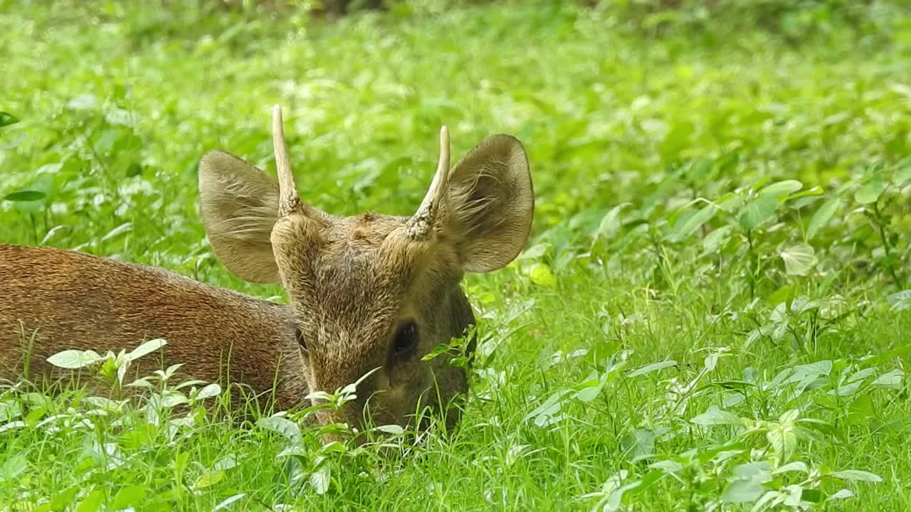 鹿在森林视频素材