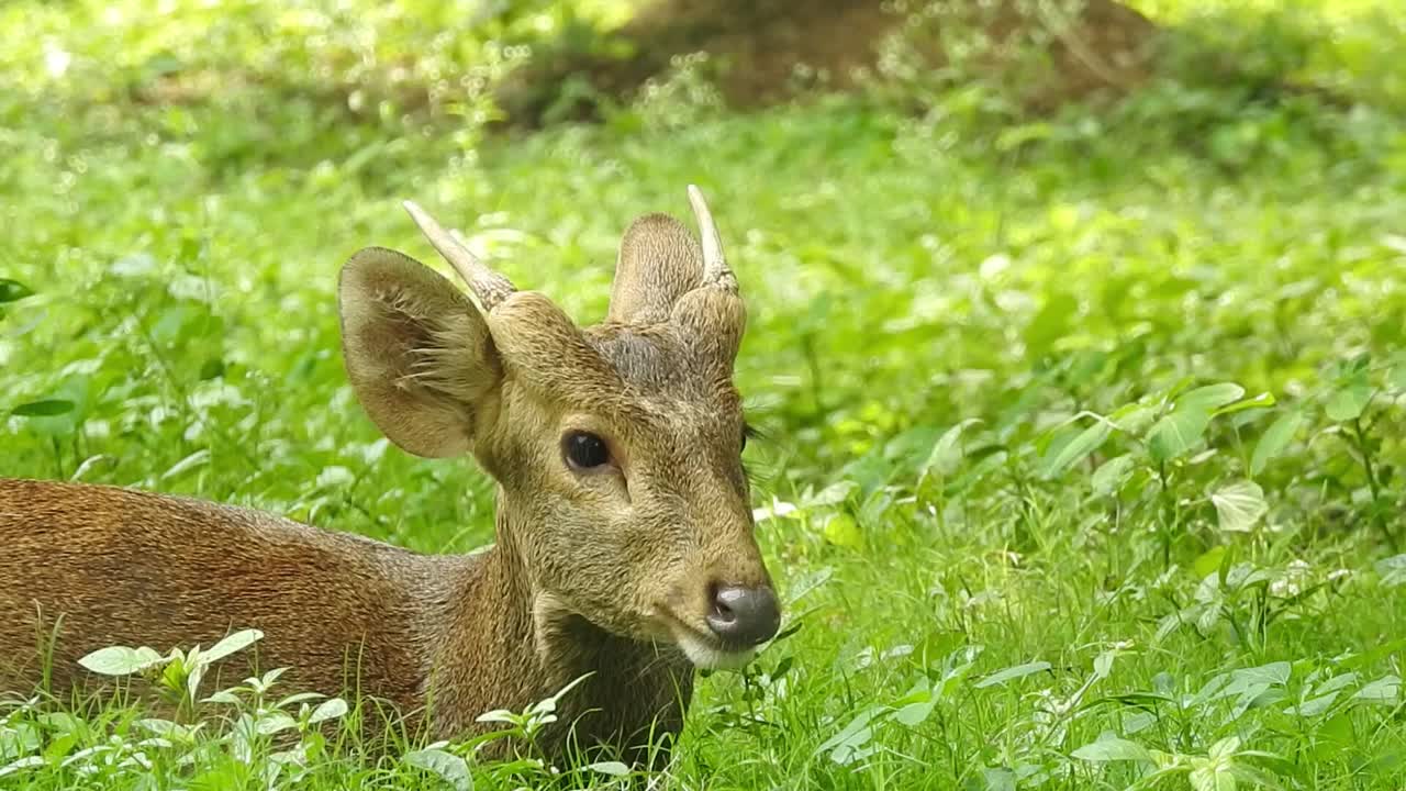 鹿在森林视频素材