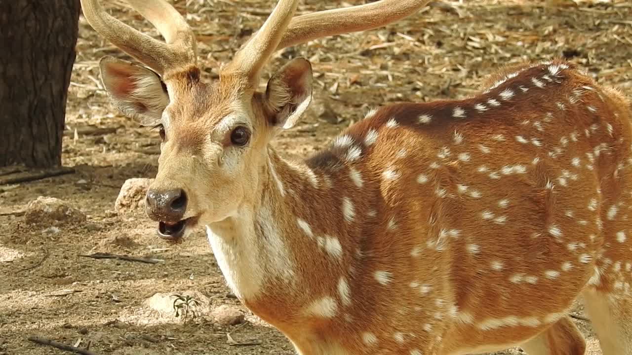 鹿在森林视频素材