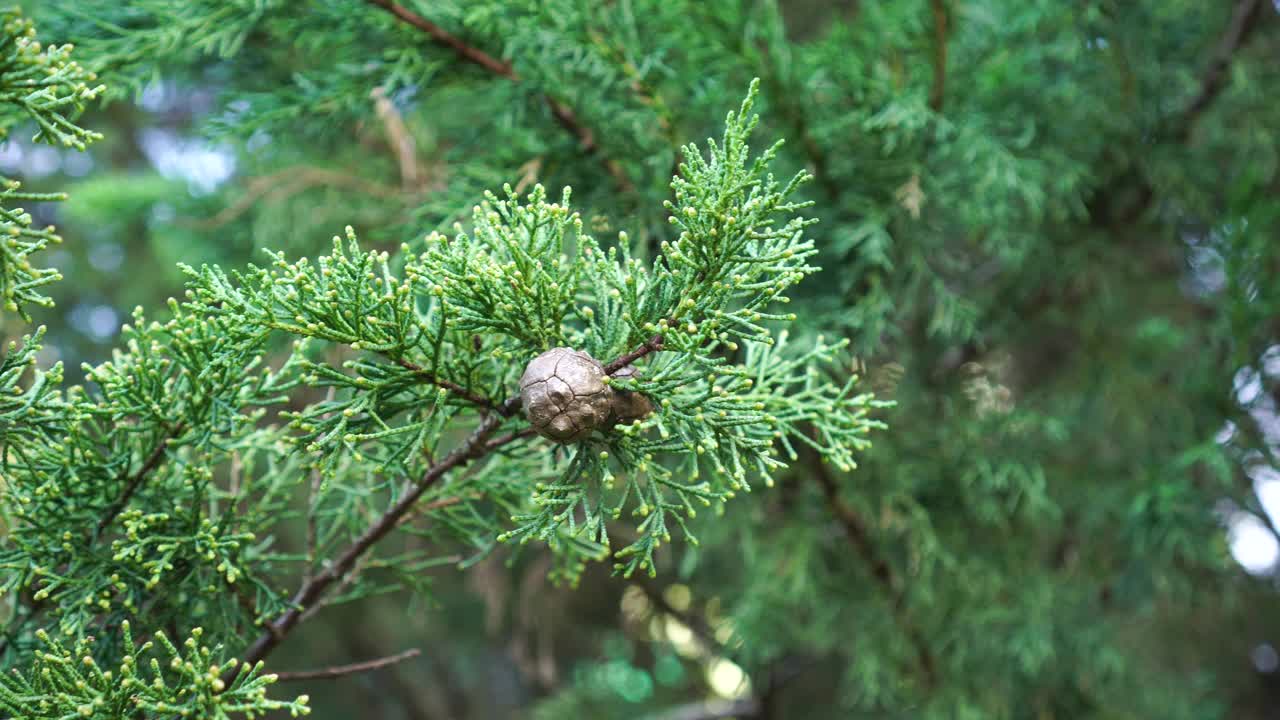 靠近柏树锥视频素材