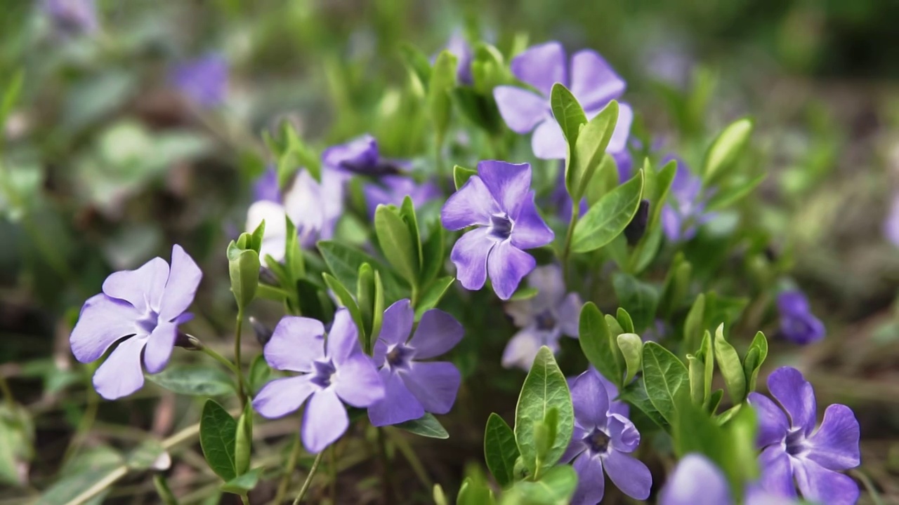 美丽的早紫罗兰花或淡木紫罗兰(Viola odorata)在春天开花，浅景深，微距拍摄。视频素材