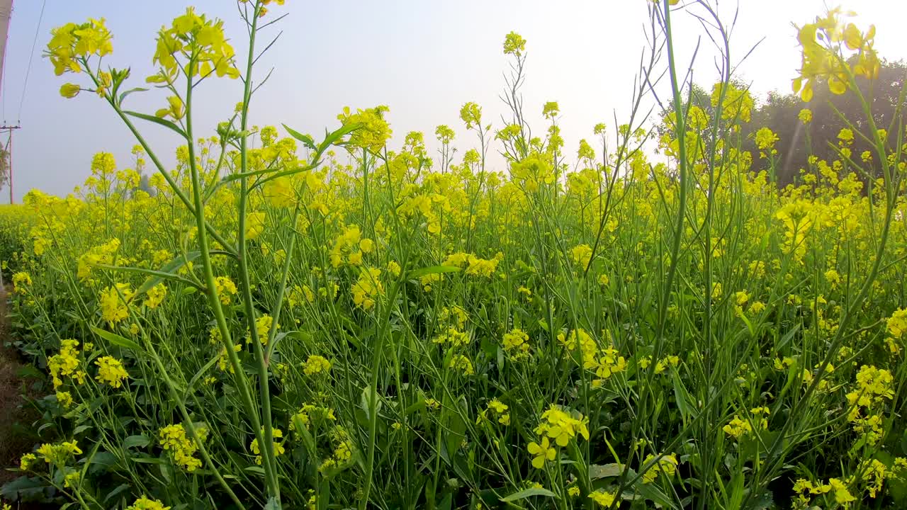 田间芥菜作物的花视频素材