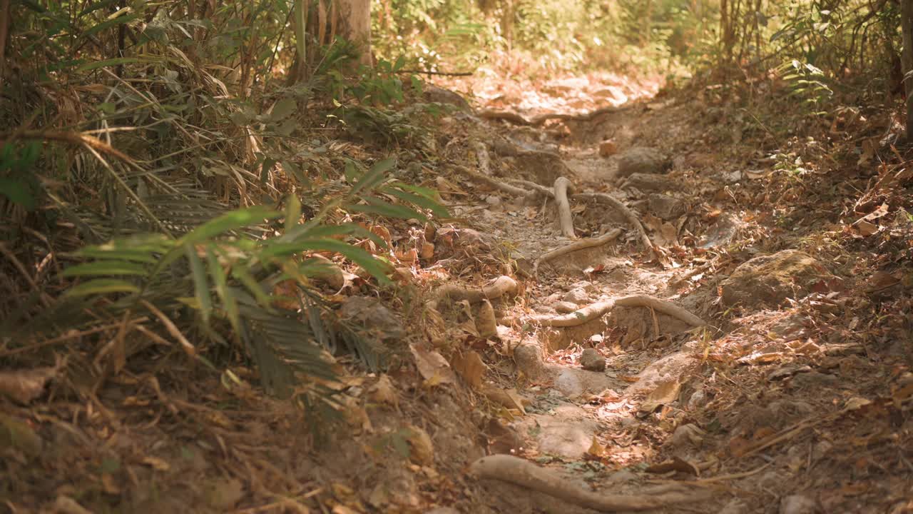 年轻女子徒步旅行和享受在森林，假期和旅游的概念。视频素材