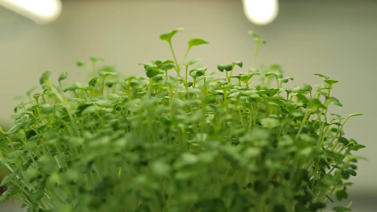 在的特写镜头。在家里发芽。素食和健康的饮食观念视频素材