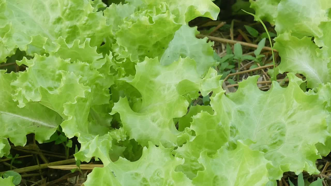 农田里的绿莴苣。视频素材