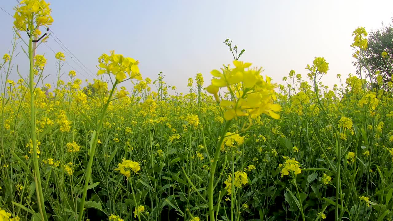 田间芥菜作物的花视频素材