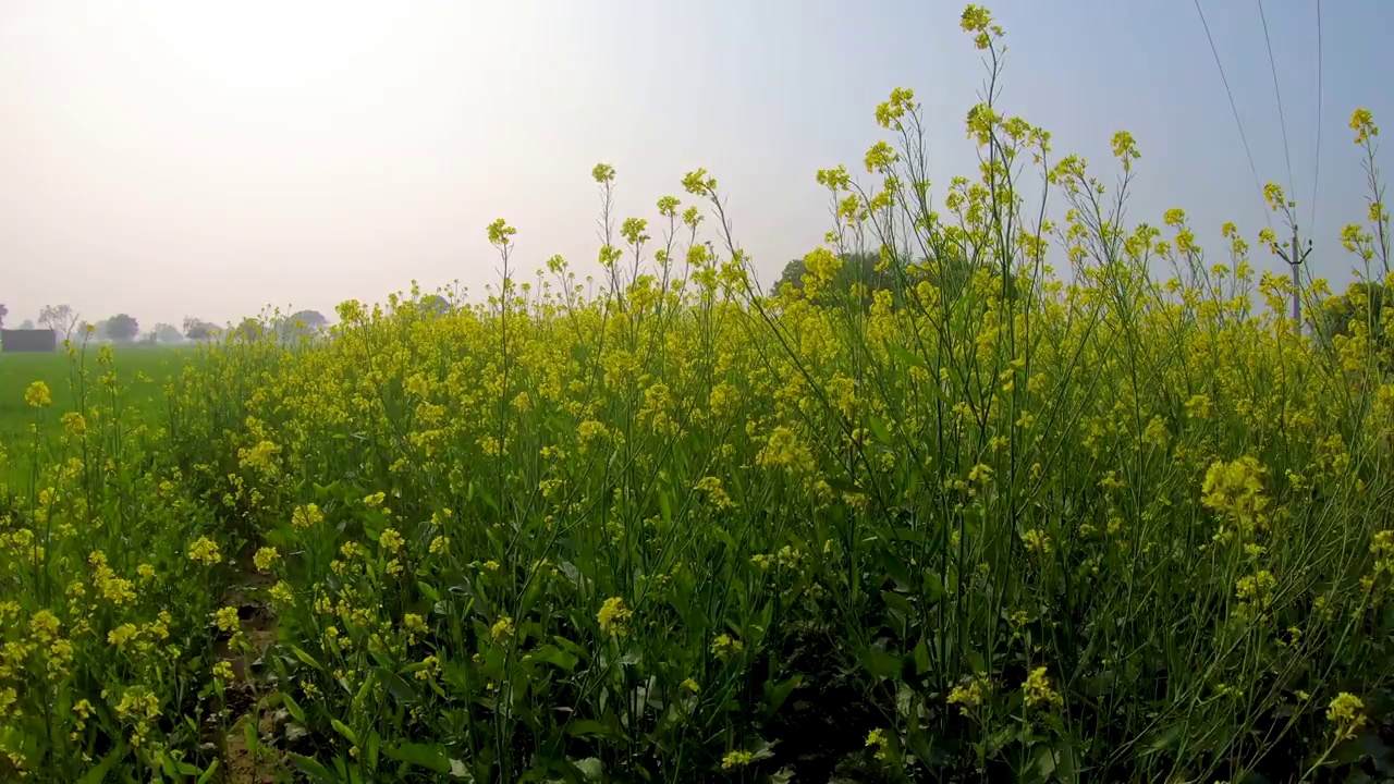 田间芥菜作物视频素材