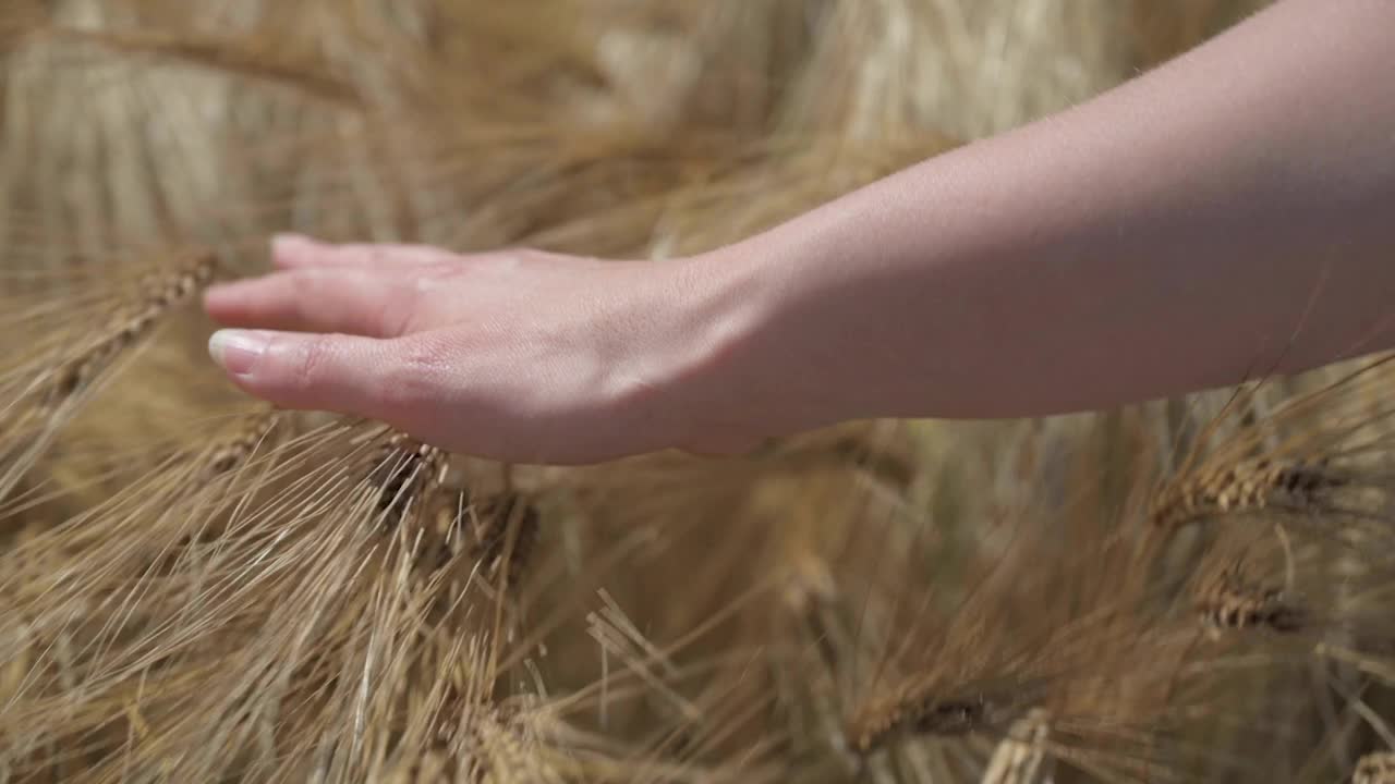 女人用手触摸小麦视频素材