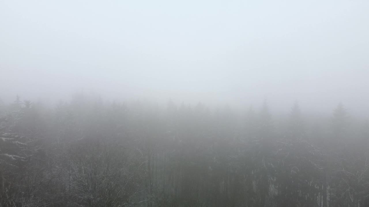 无人机飞越混合森林在冬天的雪和浓雾和薄雾视频下载