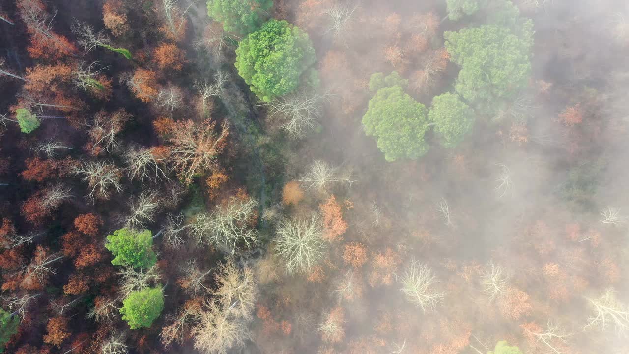 意大利托斯卡纳的瓦尔迪佩萨晨雾视频素材