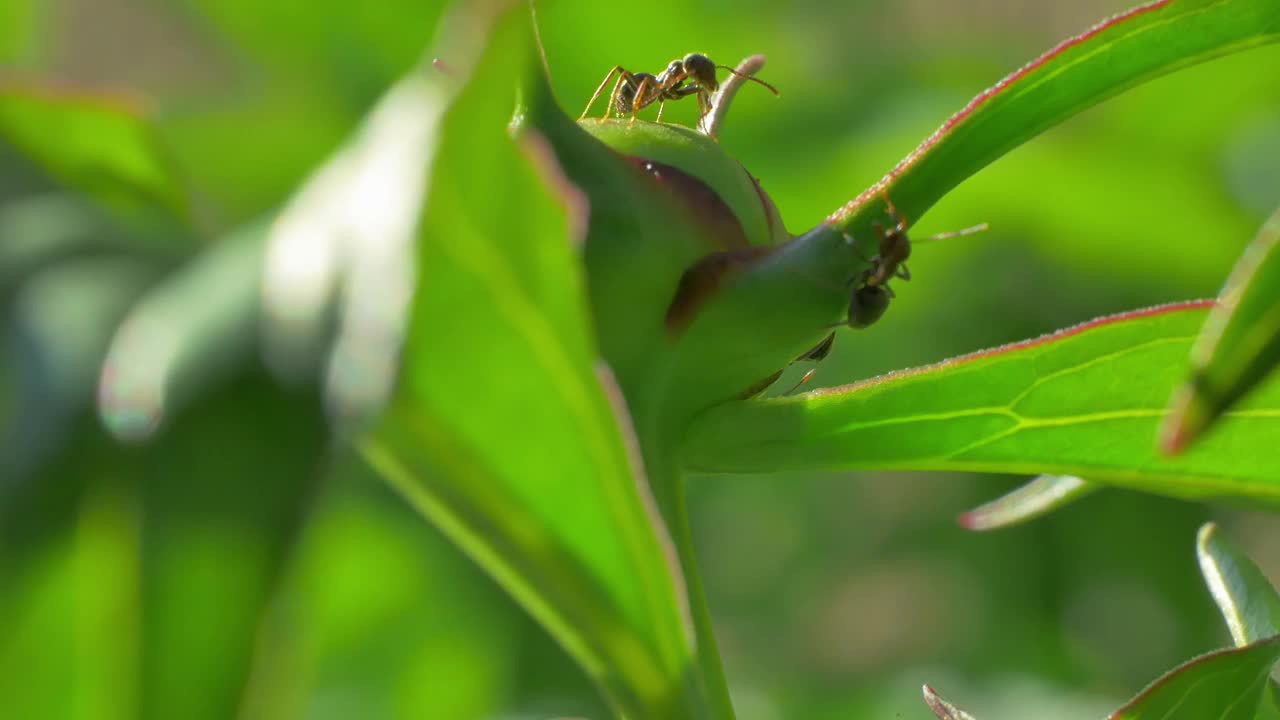 许多黑蚁在牡丹花上采集甜美的花蜜。大自然的宏观世界。视频素材