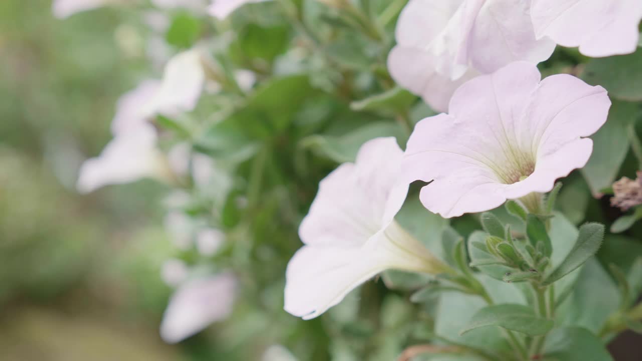 美丽的白花在花园里绽放和花瓣，四季春夏，生态与环境，植物学在草地上，花卉在野外自然背景下，无人，无人。视频素材