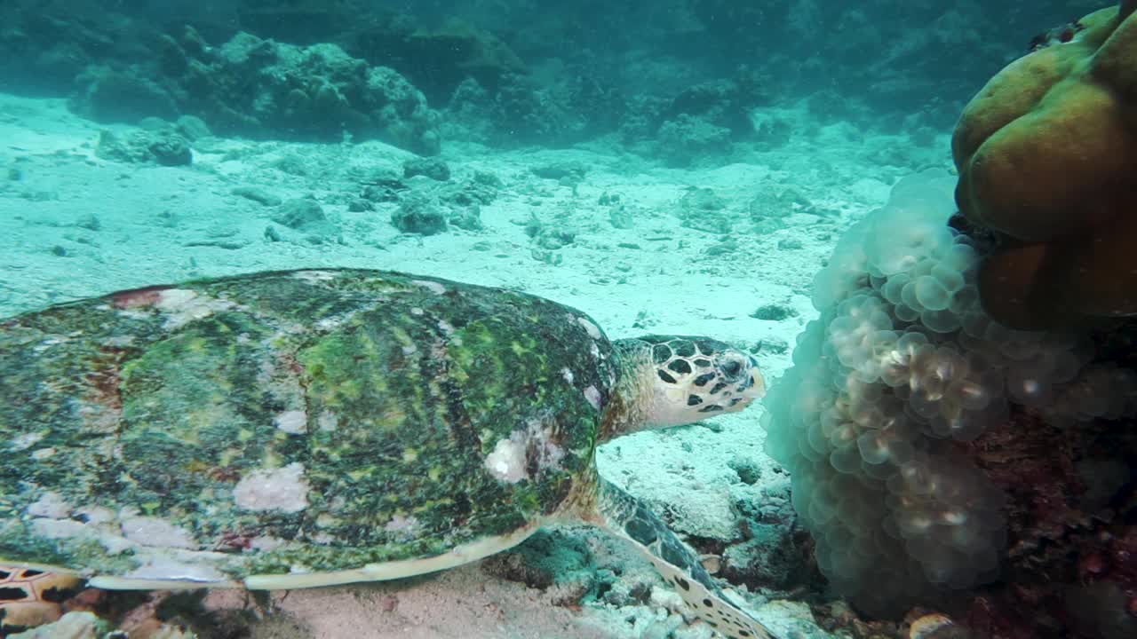 水下野生极度濒危的玳瑁海龟视频素材